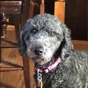 Meet your Posher, Chase